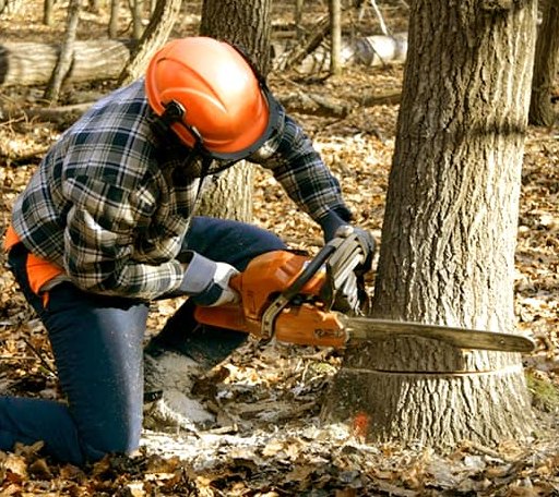 Tree Removal in Harrington, ME